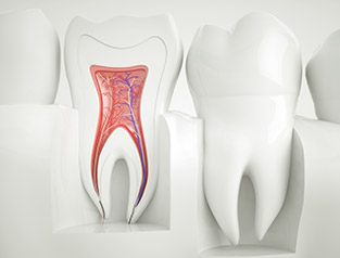 roots in tooth